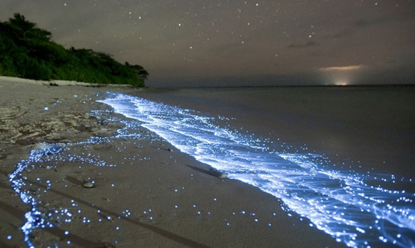 Bioluminescence In The Bahamas