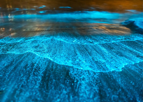 Bioluminescence In The Bahamas