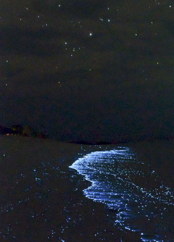 Bioluminescence In The Bahamas