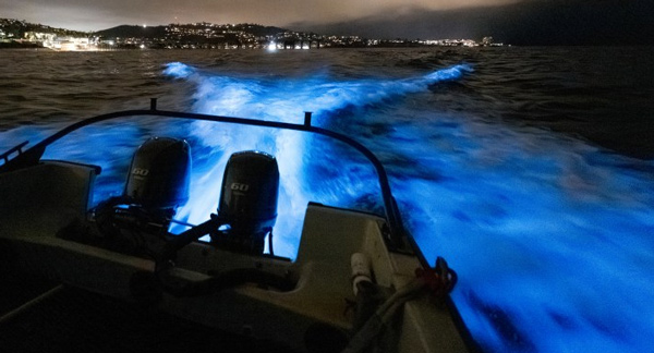 Bioluminescence In The Bahamas