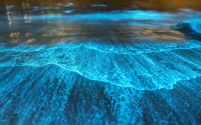 Bioluminescence In The Bahamas