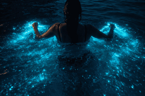 Bioluminescence In The Bahamas