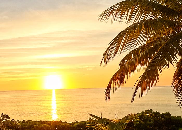 Abaco Beach Sunrise And Palm Tree